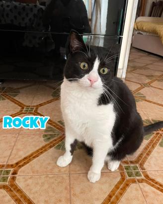 Rocky gatto bianconero di sei anni
