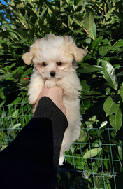 Maltipoo Toy Cucciola
