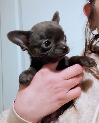 Chihuahua pedigree ENCI