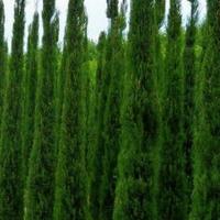 Cipresso Toscano Totem h.350 