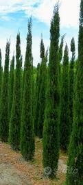 Cipresso Toscano Totem h.350 