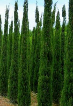 Cipresso Toscano Totem h.350 