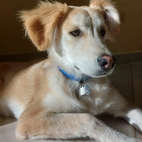 Cane cucciolo 9 mesi Leo