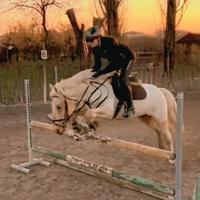 Doppio pony da concorso
