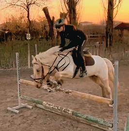 Doppio pony da concorso