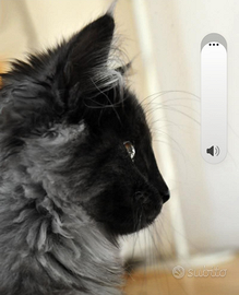 Cuccipla maine coon nero smoke