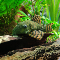 Loricaride Panaqolus red tiger L397