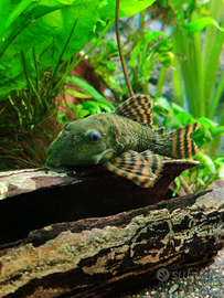Loricaride Panaqolus red tiger L397