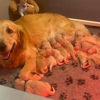 Disponibili cuccioli di Golden Retriever
