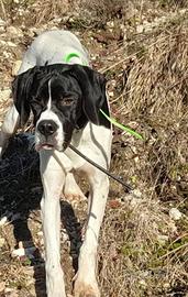 Cane razza Pointer