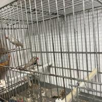 Diamanti 2 femmine e un maschio