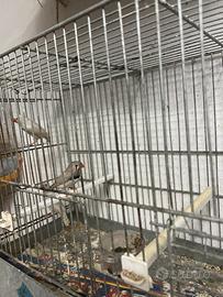 Diamanti 2 femmine e un maschio