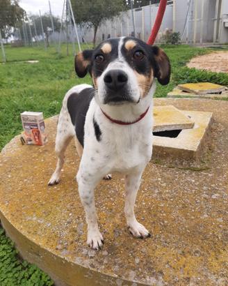 Simpaticissimo pierino