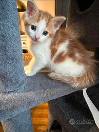 Gattini misti persiano