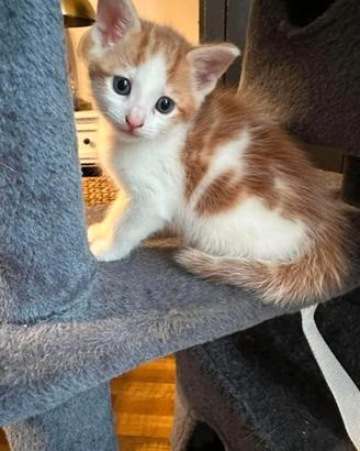 Gattini misti persiano