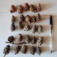 Pigne naturali di larice 2-4cm