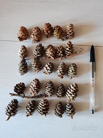 Pigne naturali di larice 2-4cm