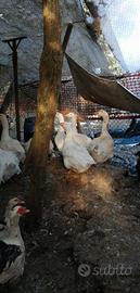 Animali oche e galline