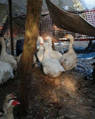 Animali oche e galline