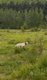 Cucciolo setter inglese