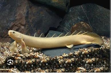 Polypterus