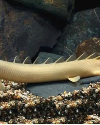 Polypterus