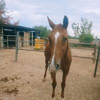 Cavalla da passeggio/ fattrice