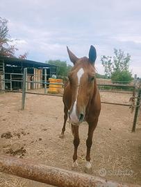 Cavalla da passeggio/ fattrice