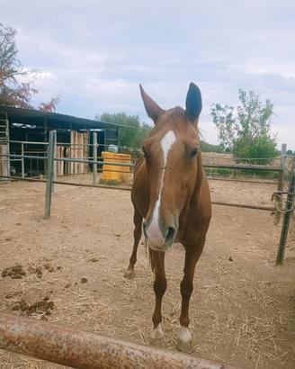Cavalla da passeggio/ fattrice