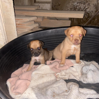 Cuccioli di meticcio