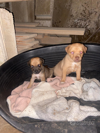 Cuccioli di meticcio