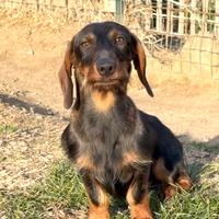 Cucciolo bassotto rimborso spese