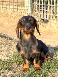 Cucciolo bassotto rimborso spese