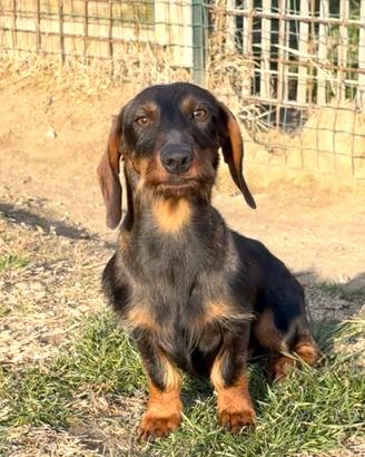 Cucciolo bassotto rimborso spese