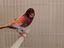 Immagine 6