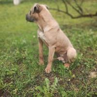 Cane corso