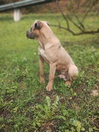 Cane corso