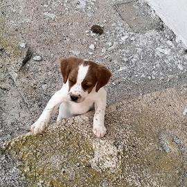 Cucciolo maschio di Breton