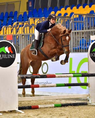 Cavallo da salto