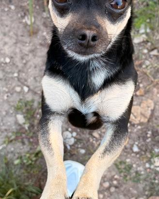 Chihuahua