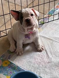 Bulldog francese