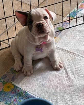 Bulldog francese