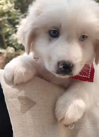 Cucciolo straordinario, taglia media