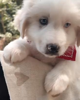 Cucciolo straordinario, taglia media