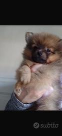 Cucciolo spitz di pomerania