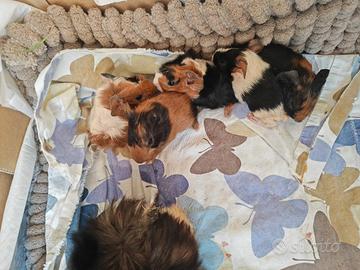 cuccioli di porcellini d'india per fine agosto 