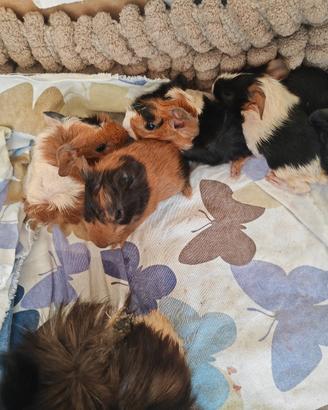 cuccioli di porcellini d'india per fine agosto 