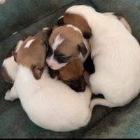 Cuccioli di Jeck Russel