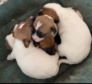 Cuccioli di Jeck Russel