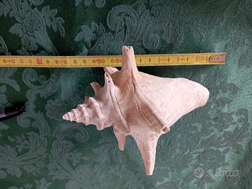 Grande Conchiglia marina Strombo  regina